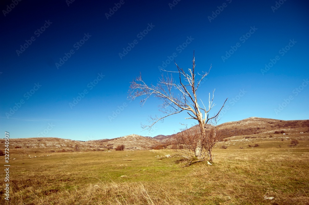 Fototapeta premium forest