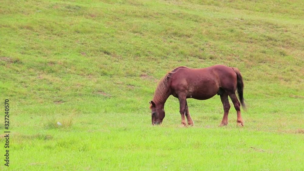 Horse grazing on the mountain pastures Horse grazing on the mountain pastures