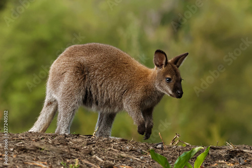 Bennett's wallaby - Macropus rufogriseus, also red-necked wallaby, medium-sized macropod marsupial, common in eastern Australia, Tasmania, introduced to New Zealand, England photo