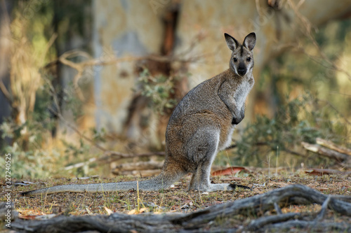 Bennett's wallaby - Macropus rufogriseus, also red-necked wallaby, medium-sized macropod marsupial, common in eastern Australia, Tasmania, introduced to New Zealand, England