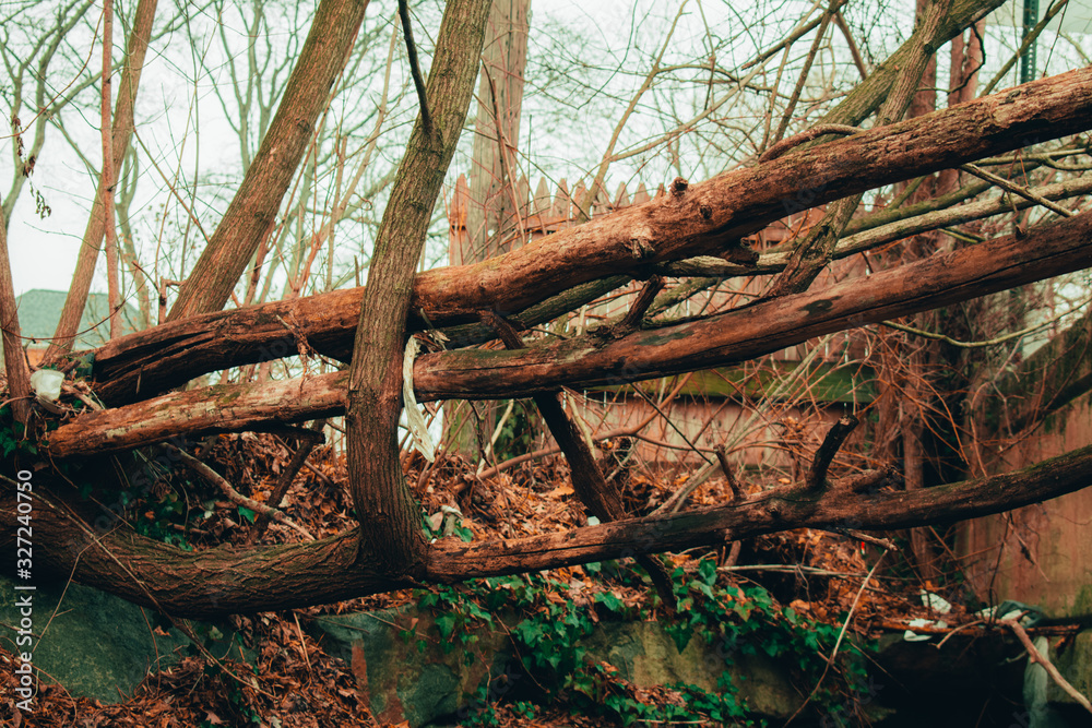 Large Dead Tree Branches Laying Vertically Over a Gap Large Dead Tree Branches Laying Vertically Over a Gap