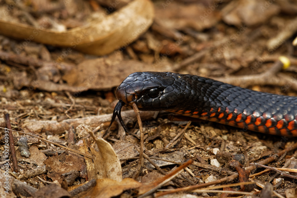 Obraz premium Red-bellied Black Snake - Pseudechis porphyriacus species of elapid snake native to eastern Australia. Black venomous snake with red bottom