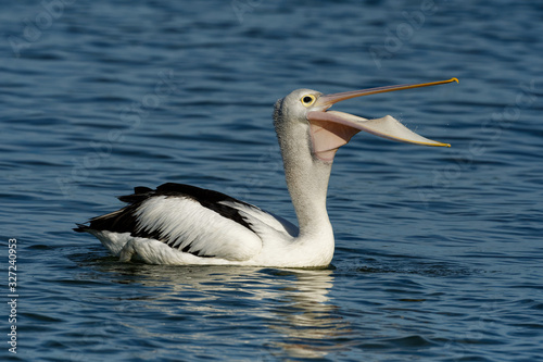The Australian pelican (Pelecanus conspicillatus) with the prey of fish, widespread on the inland and coastal waters of Australia and New Guinea, Fiji