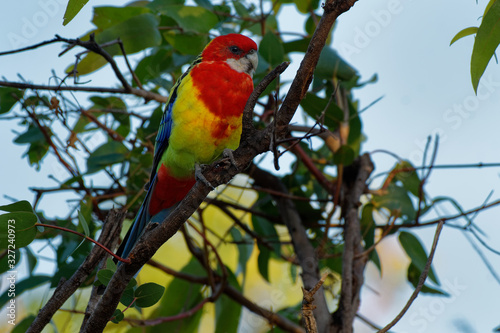 Eastern rosella - Platycercus eximius  is a rosella native to southeast of the Australian continent and to Tasmania, introduced to New Zealand, feral populations are found in the North Island