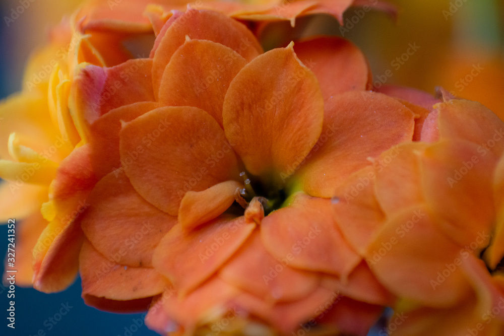 flores flores