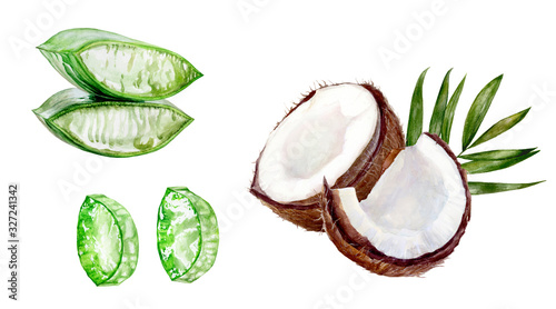 Aloe vera coconut watercolor isolated on white background