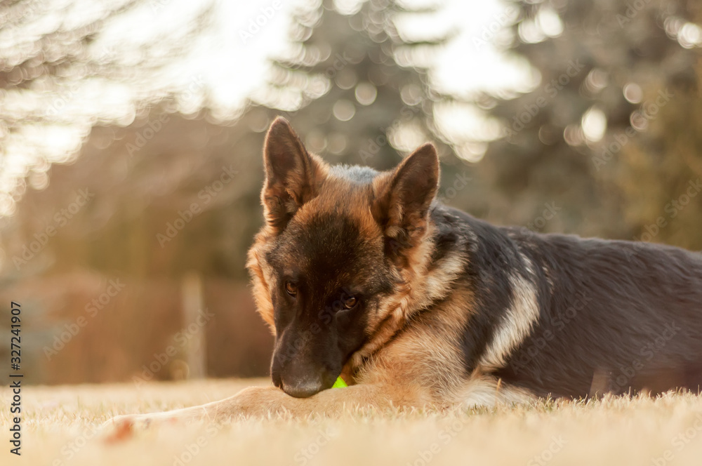 A junior german shepherd dog resting and playing with a ball in a backyard A junior german shepherd dog resting and playing with a ball in a backyard