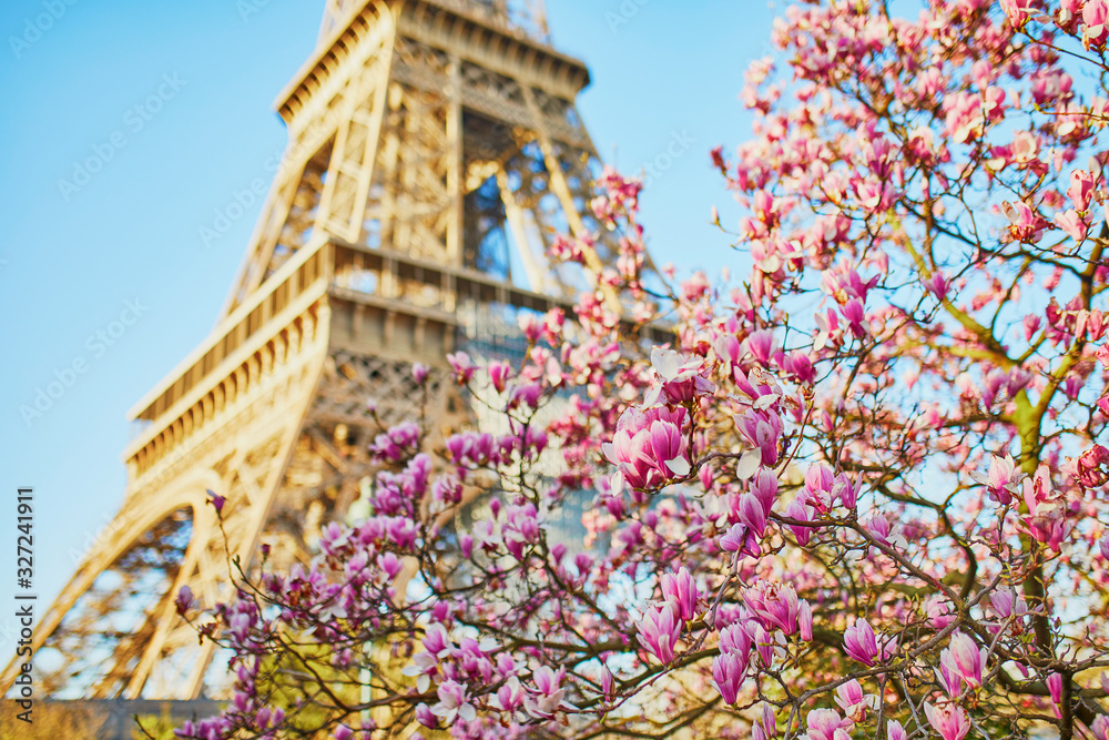 Beautiful pink magnolia in Paris near the Eiffel tower Beautiful pink magnolia in Paris near the Eiffel tower