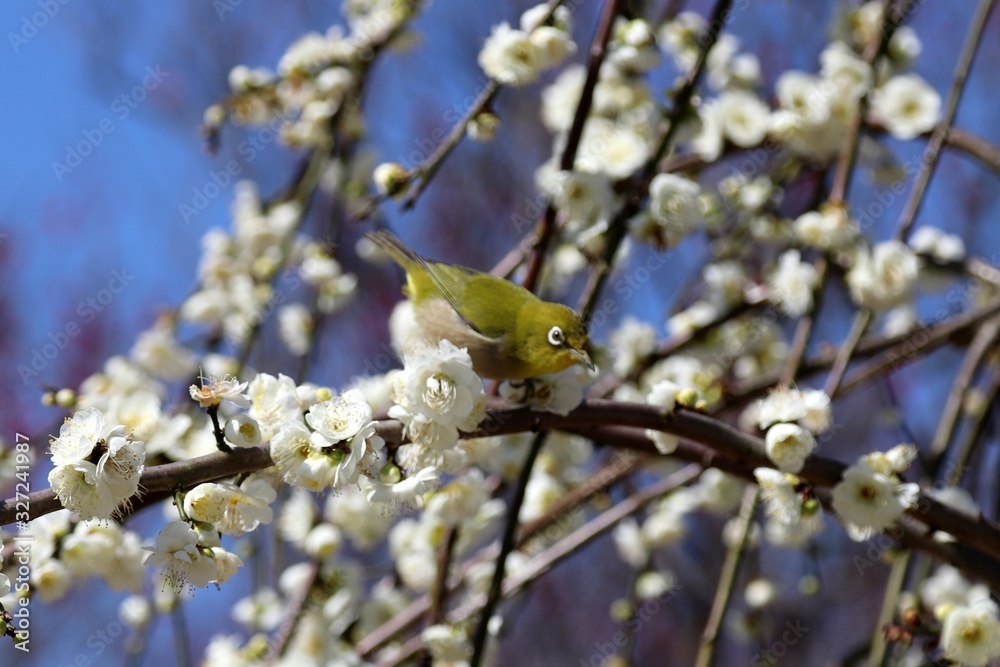 梅の花とメジロ