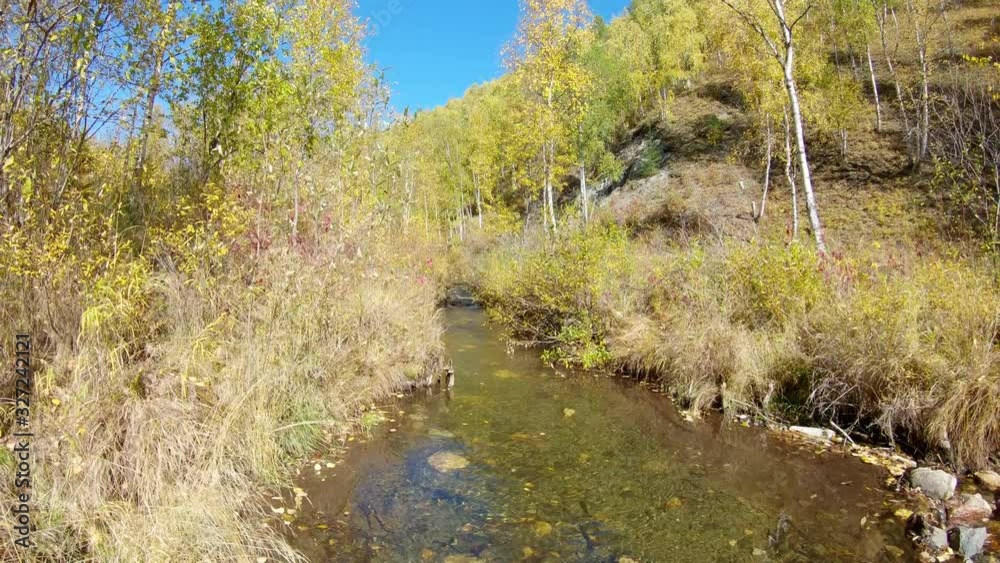 Autumn forest, river and falling foliage in sunny day. 4K