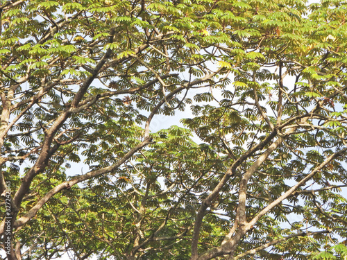 Palm tree leaves in tropical rainforest of Entebbe, Uganda