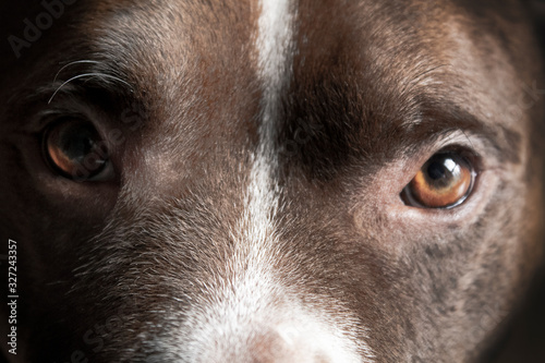 portrait of a pet looking straight at the camera, intense gaze of a young brown dog with beautiful deep brown eyes