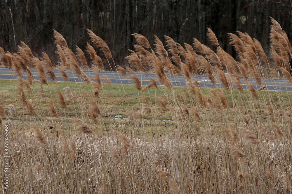 Fototapeta premium The wind is blowing on a cold winter day.