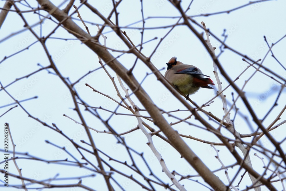 japanese waxwing on branch japanese waxwing on branch