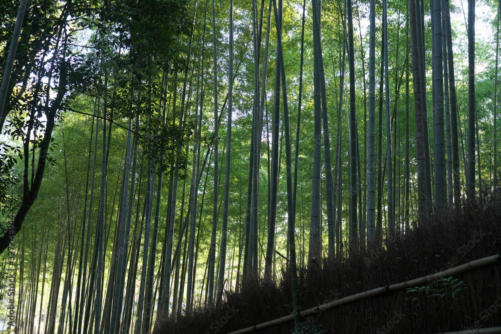 Naklejka premium Nara,Japan-February 24, 2020: Bamboo grove path in the winter morning in Arashiyama, Kyoto
