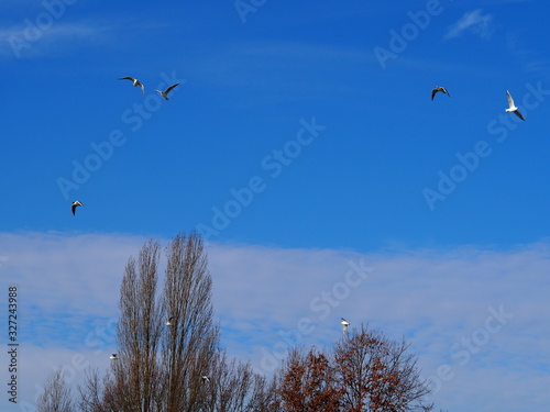 seagulls flying in strong wind above bare trees under a blue and sunny sky