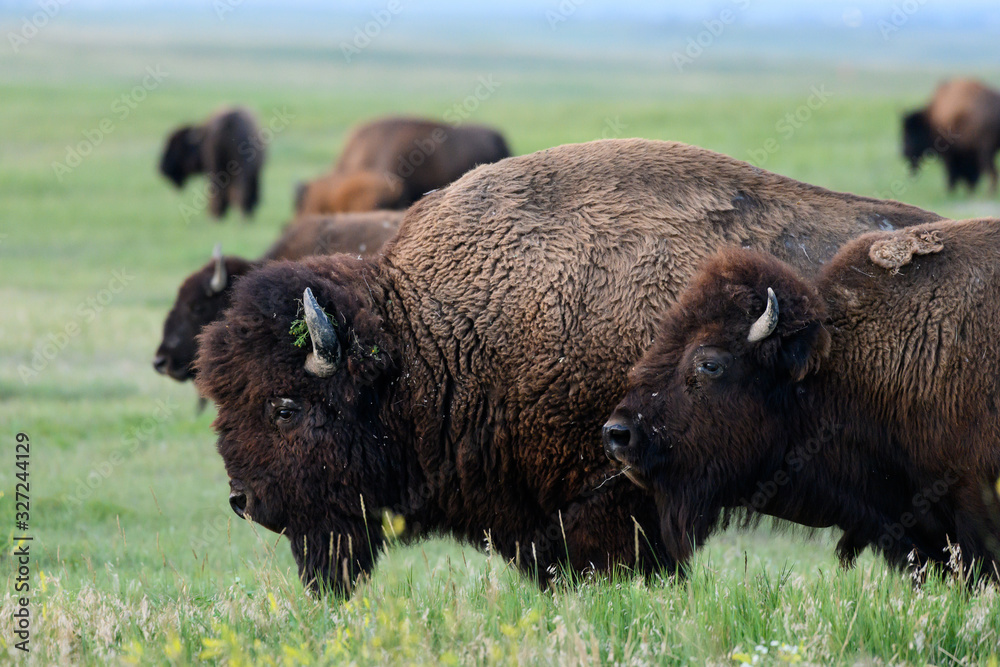 Profile of Bison Moving Across Field
