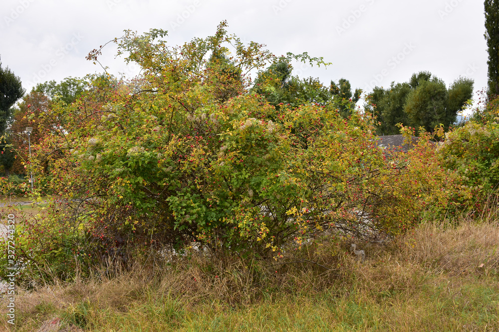 Sweetbrier, an ornamental shrub in the withered grass next to the parking lot