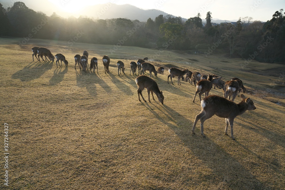 custom made wallpaper toronto digitalNara,Japan-February 24, 2020: Deer at Tobihino at Nara Park in the morning