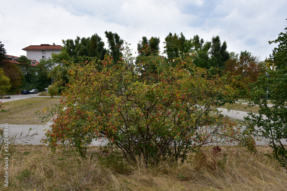 Ornamental shrub with red fruits in the park