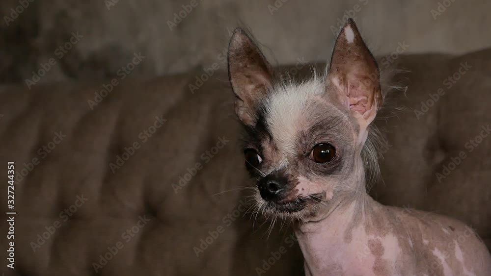 The ugliest naked and dwarf dog The ugliest naked and dwarf dog