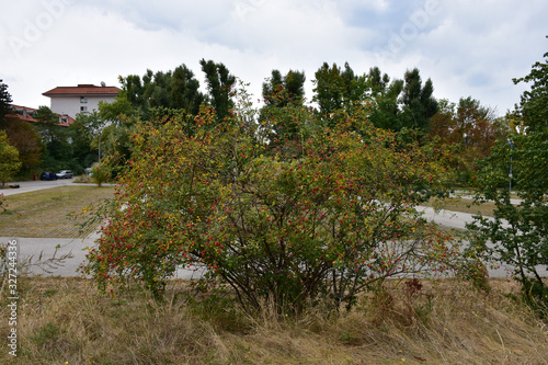 Ornamental shrub with red fruits in the park