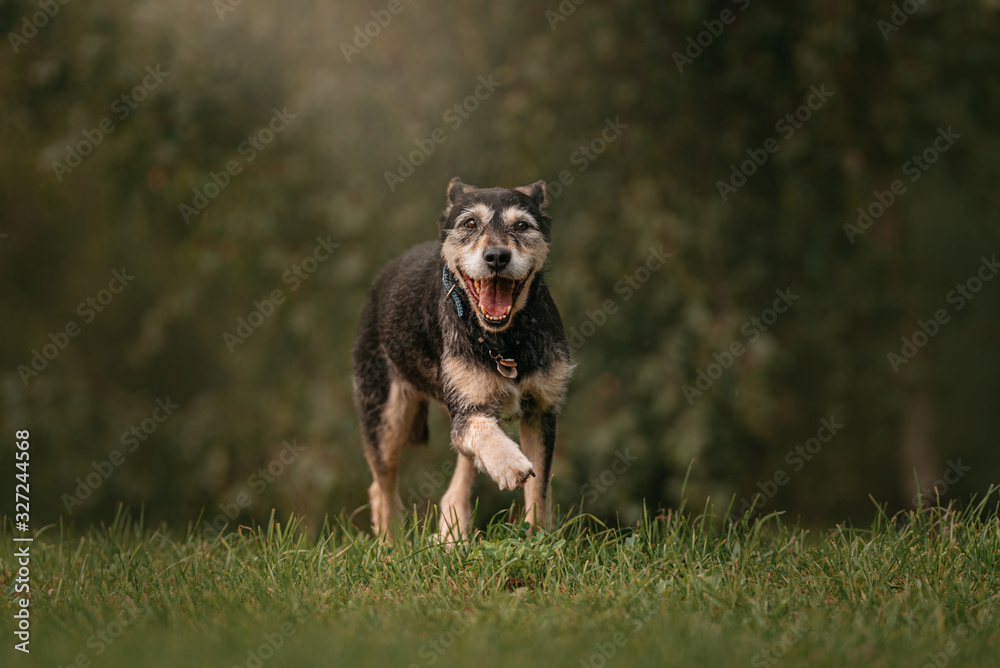 happy mixed breed dog walking on grass in summer happy mixed breed dog walking on grass in summer
