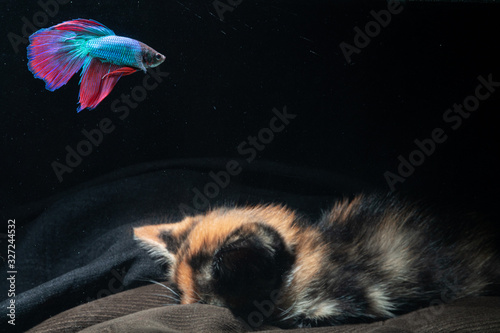 Cats watch for betta fish in the aquarium photo