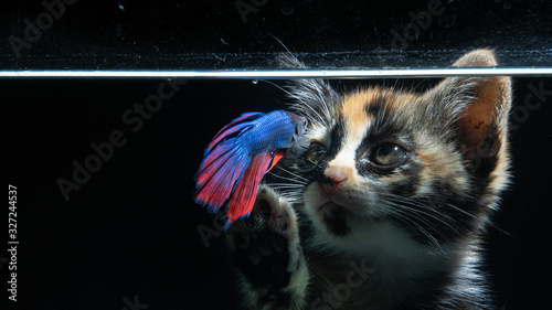 Cats watch for betta fish in the aquarium photo