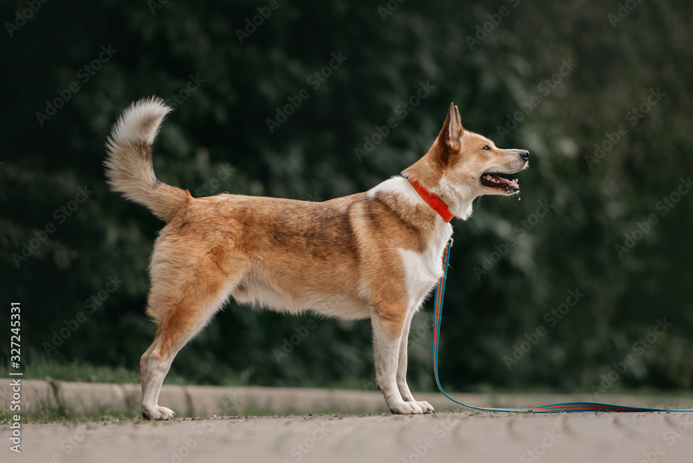 mixed breed dog standing outdoors in a collar and leash