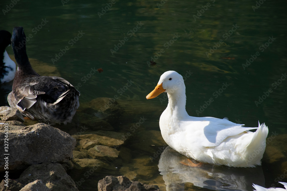 The ducks swimming on the ponds. Birds and animals in wildlife concept.