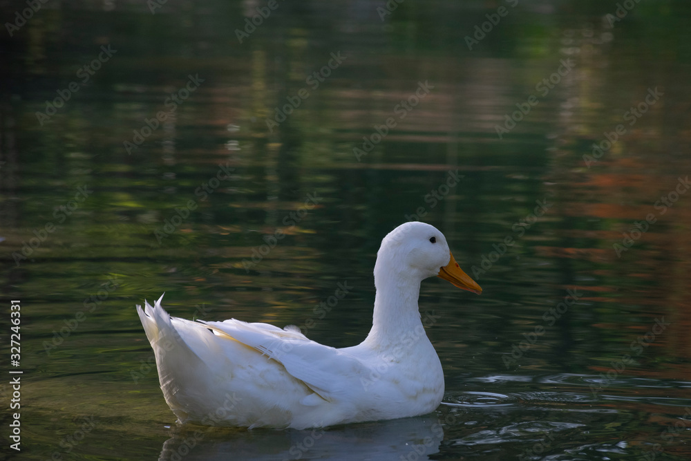 The ducks swimming on the ponds. Birds and animals in wildlife concept. The ducks swimming on the ponds. Birds and animals in wildlife concept.