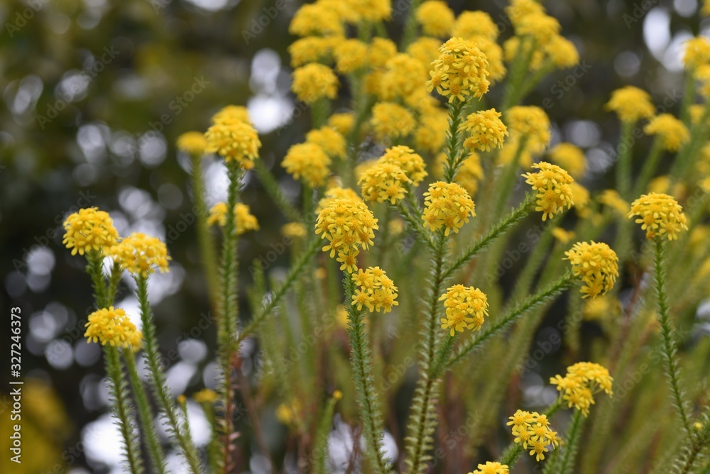 Obraz premium Euryops virgineus 'Golden clacker' is an evergreen shrub of the Asteraceae family, and the bright yellow florets are very gorgeous.