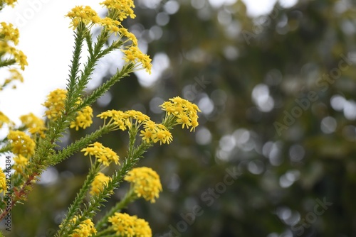 Euryops virgineus 'Golden clacker' is an evergreen shrub of the Asteraceae family, and the bright yellow florets are very gorgeous. photo