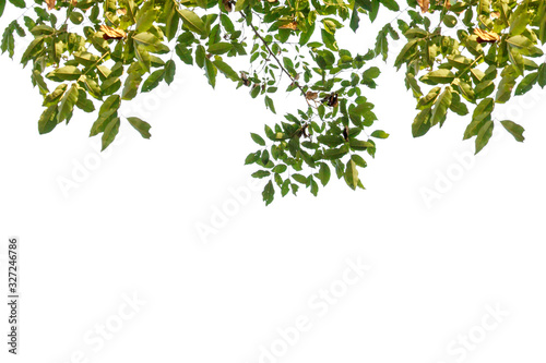 green leaves on white background and copy space