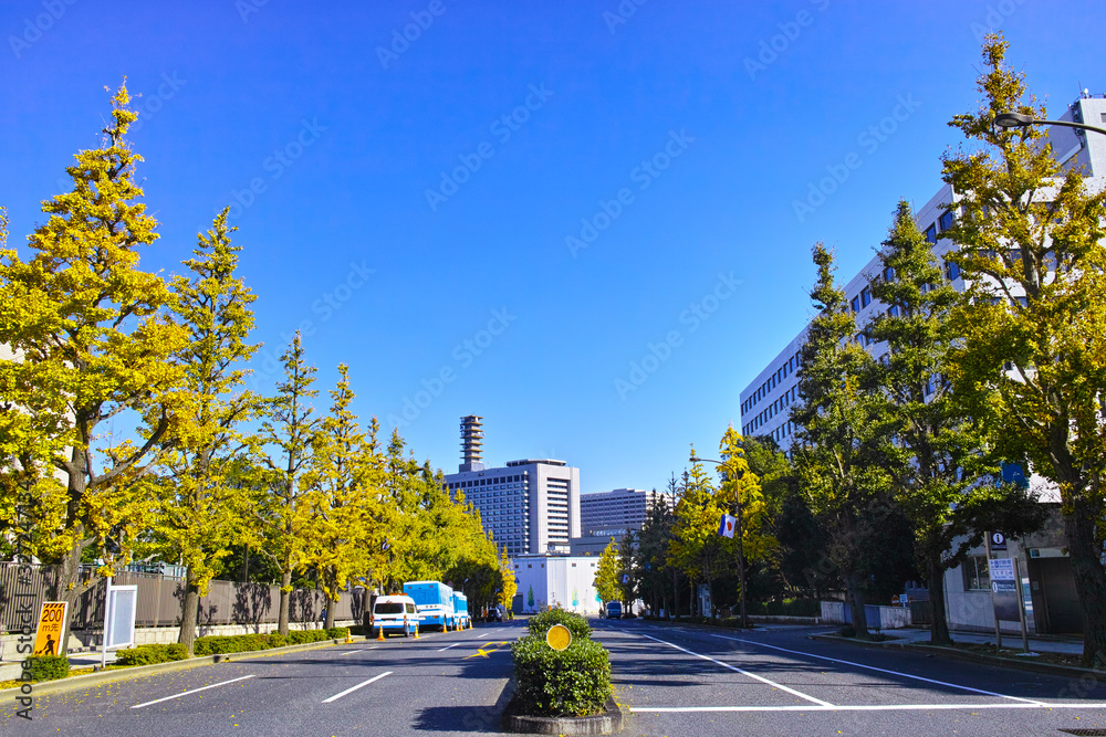 秋の東京都千代田区の総理官邸前交差点から霞が関方面の景観