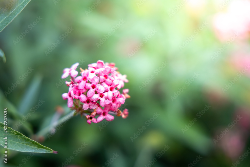 The background image of the colorful flowers The background image of the colorful flowers