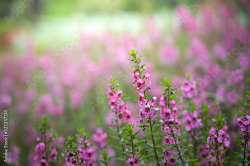 The background image of the colorful flowers © teerawit