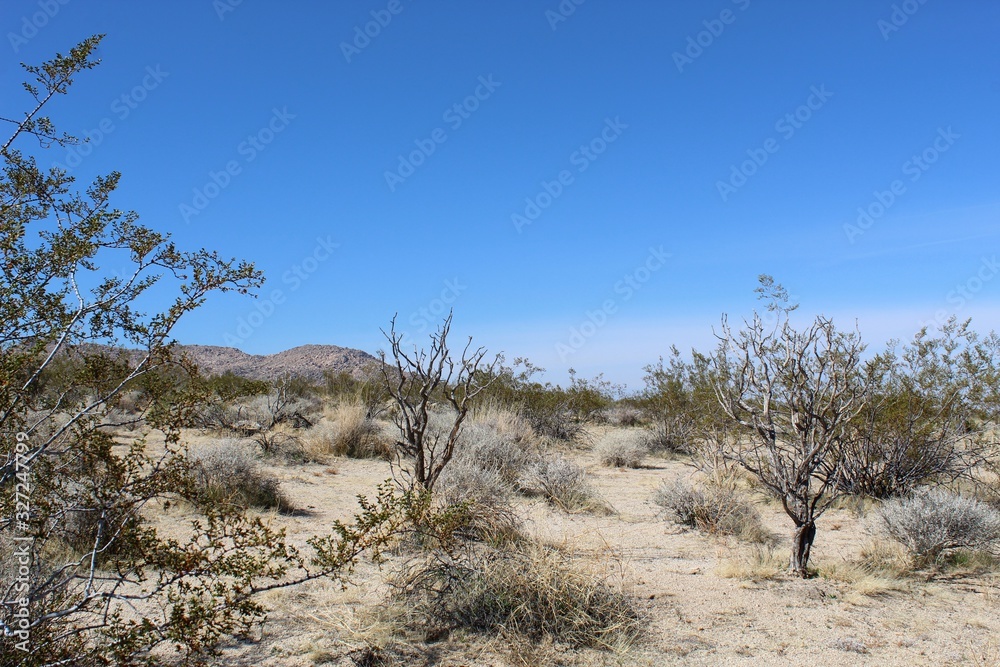 Fototapeta premium Another benefit provided by indigenous plants is water conservation. Through specific climate adaptation, their need for additional moisture is minimal, like these Southern Mojave Desert natives.