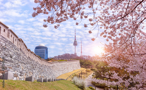 Cherry blossom in spring at namsan park ,Seoul,South Korea.