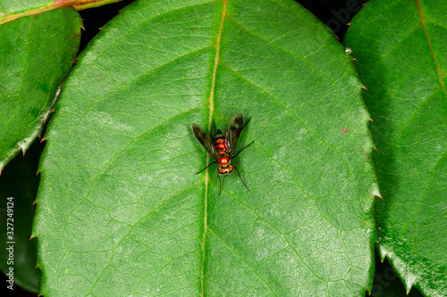 Macro photograph of a Lauxaniidae insect perched on a leaf. photo