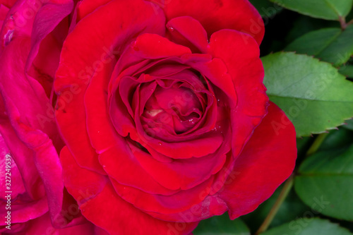 Red rose flower bloom on a black background