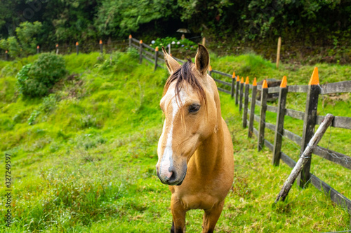 Single and Thin Horse in the Field in Jardin, Antioquia /Colombia
