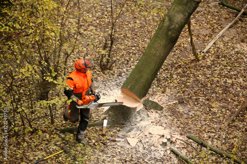 worker in an orange jacket and work pants saws a falling thick tree trunk with a saw, an environmental concept, industrial garden work