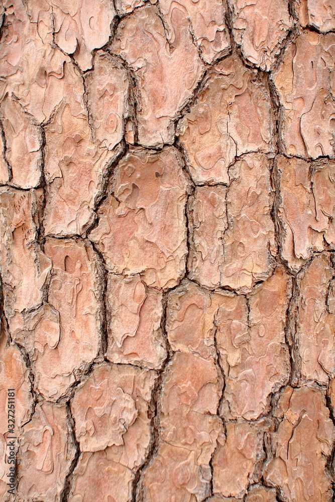Close-up shot of Red pine bark Close-up shot of Red pine bark