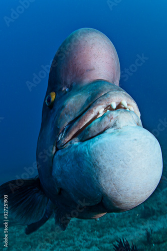 Bump Head Asian Sheepshead Wrasse with Large Forehead and Chin Swimming Underwater in Japan