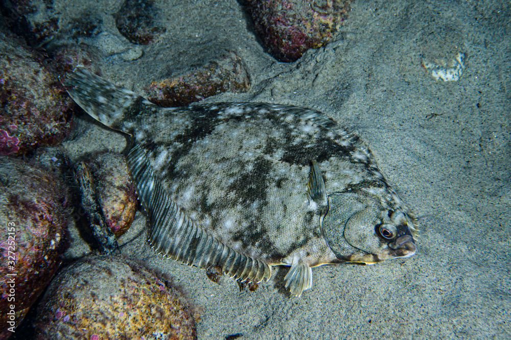 Flounder Fish Hiding in Sand on Ocean Floor in Toyama Bay, Japan Stock