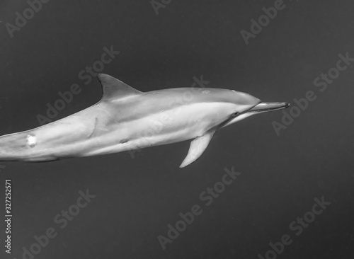 Black and white photo of a wild Dolphins  Australia