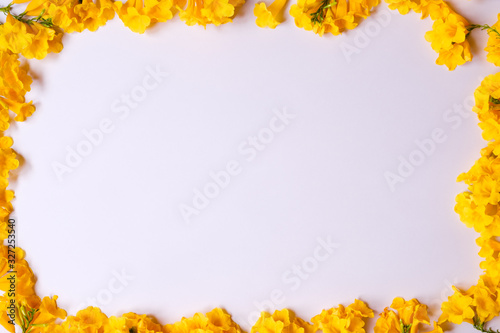 Yellow flower on white backdrop with copy space.top view