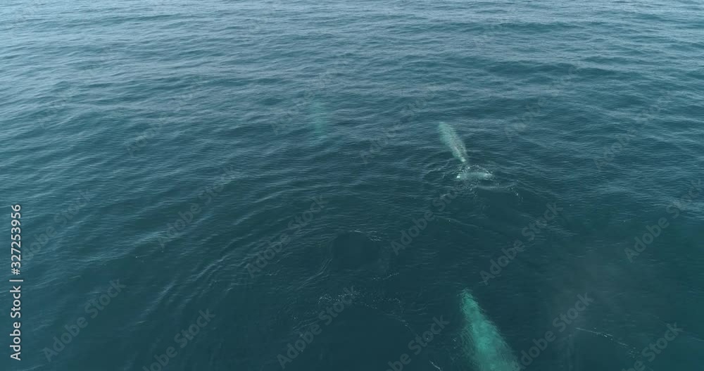 Aerial of a Grey Whale, Mexican Pacific. Aerial of a Grey Whale, Mexican Pacific.